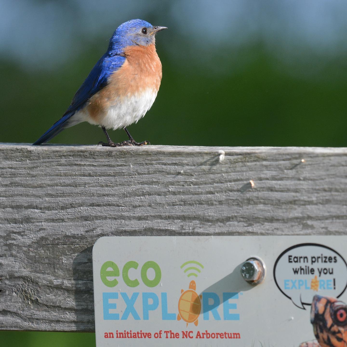 Join @ecoexplore and other... - Blue Ridge Audubon Chapter | Facebook