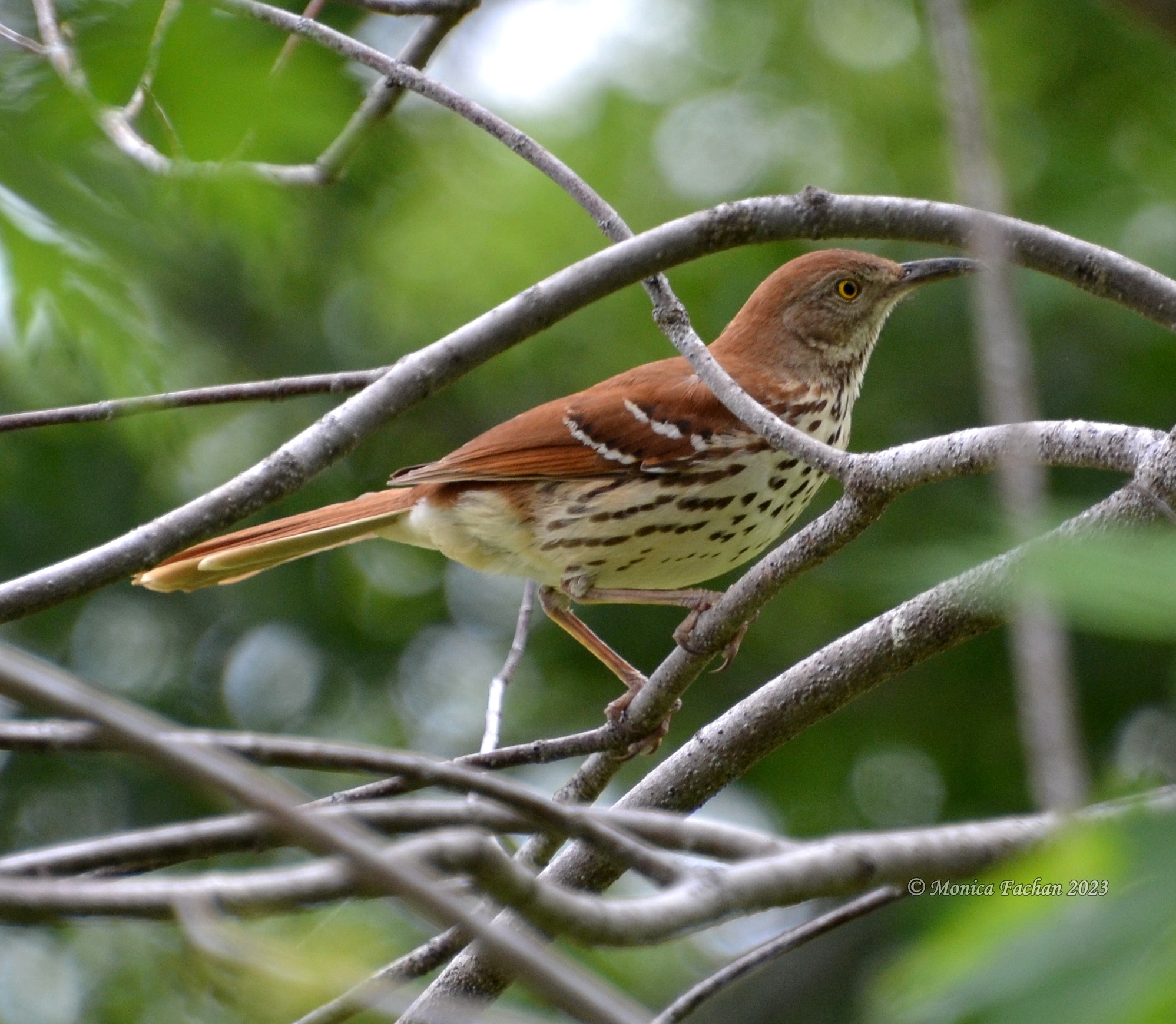 Brown thrasher or roadrunner in NE Louisiana?