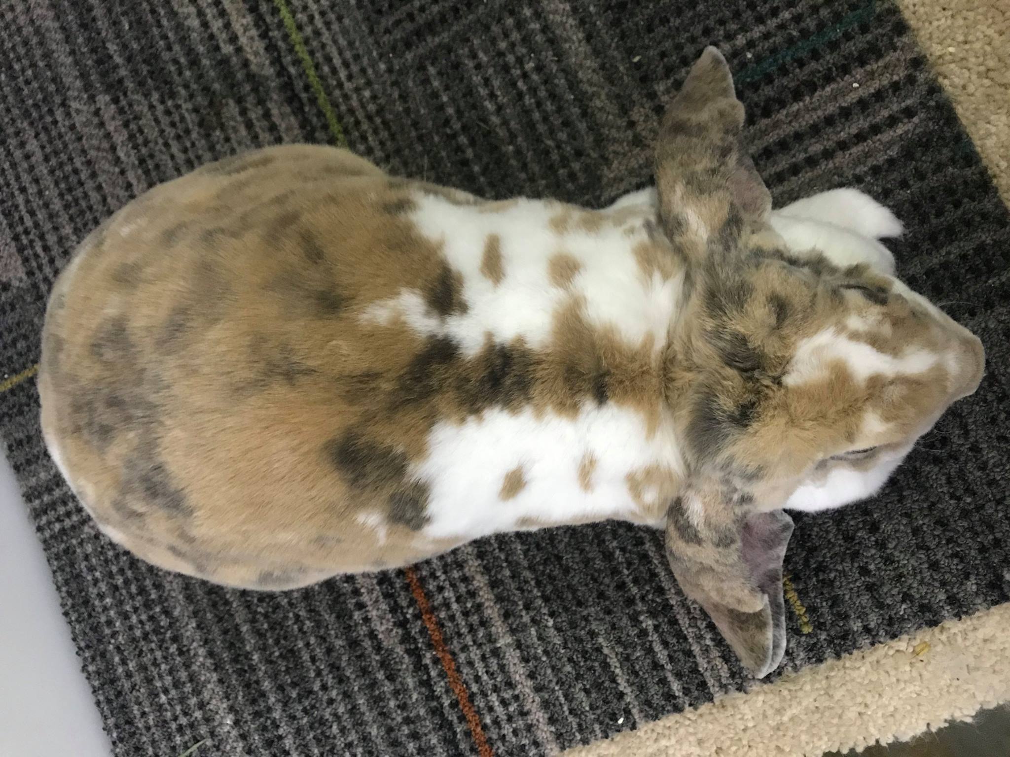 Classic Velvet Rabbitry | Cottage Grove OR