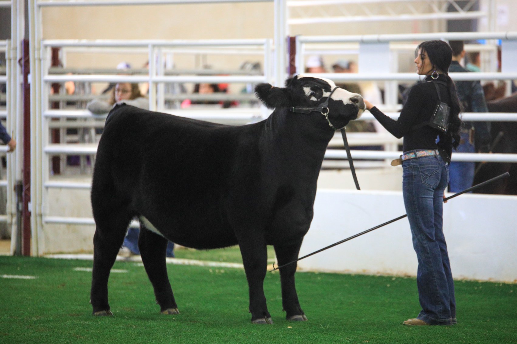 Here are photos of Morgan... - Simbrah-Simmental Superbowl