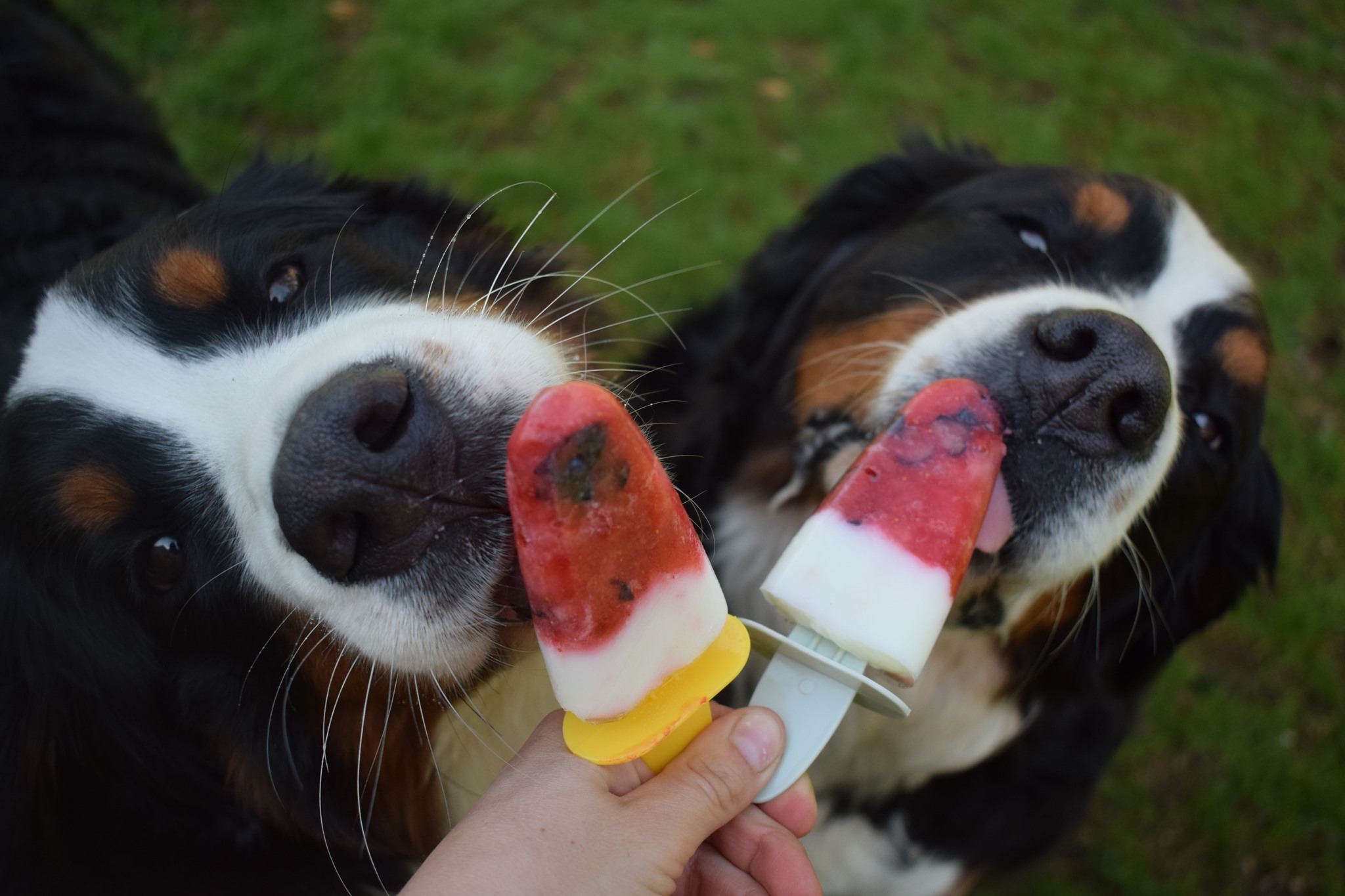 Tom&Co France - 🤩 Une glace fabriquée spécialement pour Max ? Trop ...