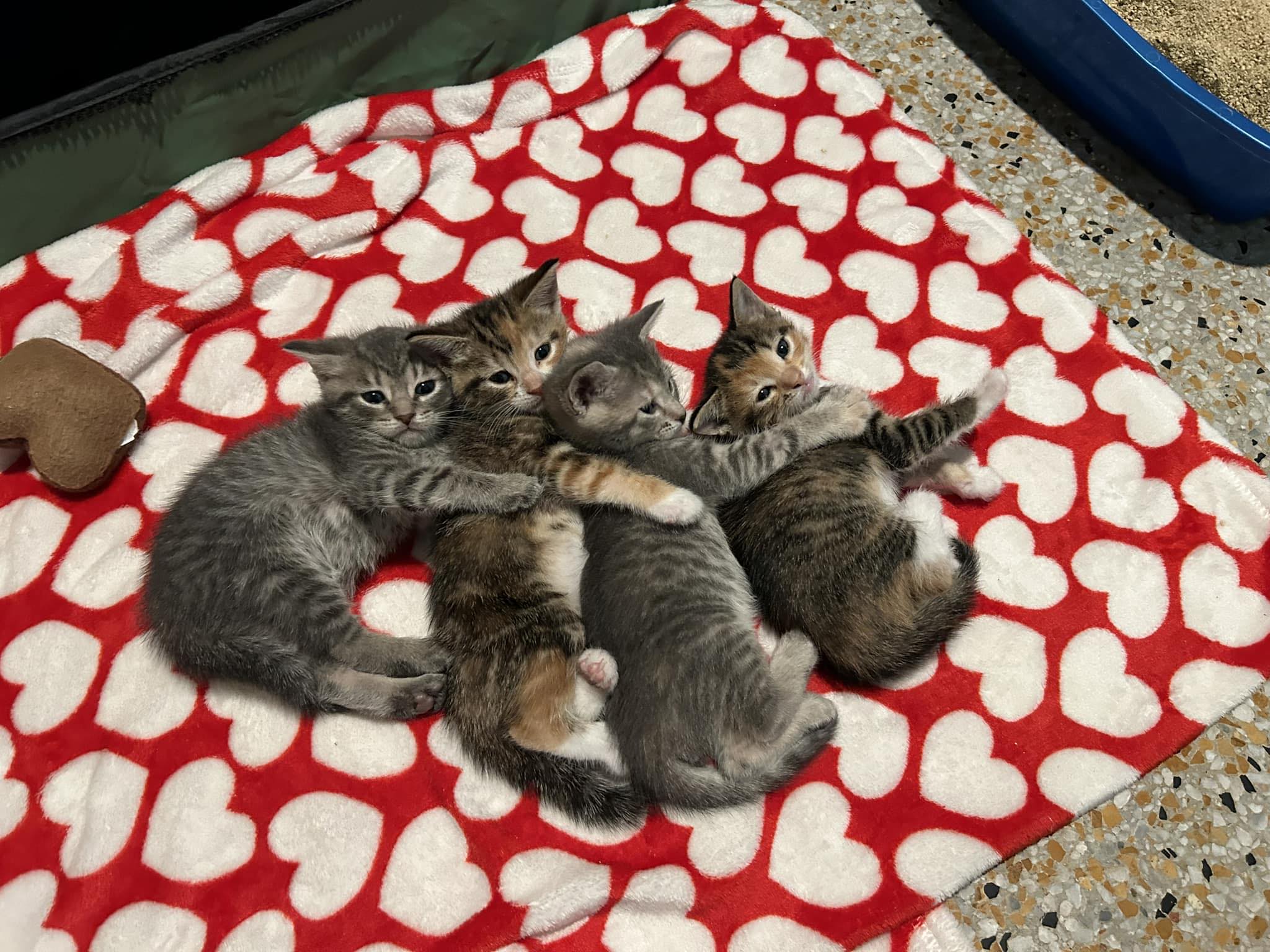 Stray... - Stray and Feral Paws of Orlando- Cat Rescue Group