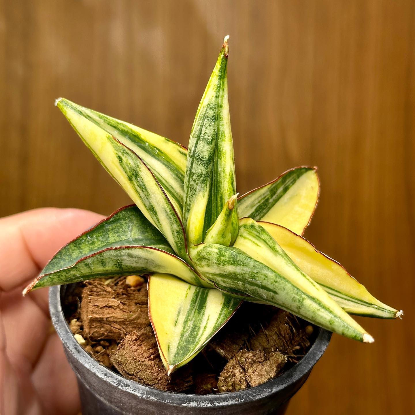 Variegated Sansevieria Madness 🤩☀️🌈 Sharing the snaps of my