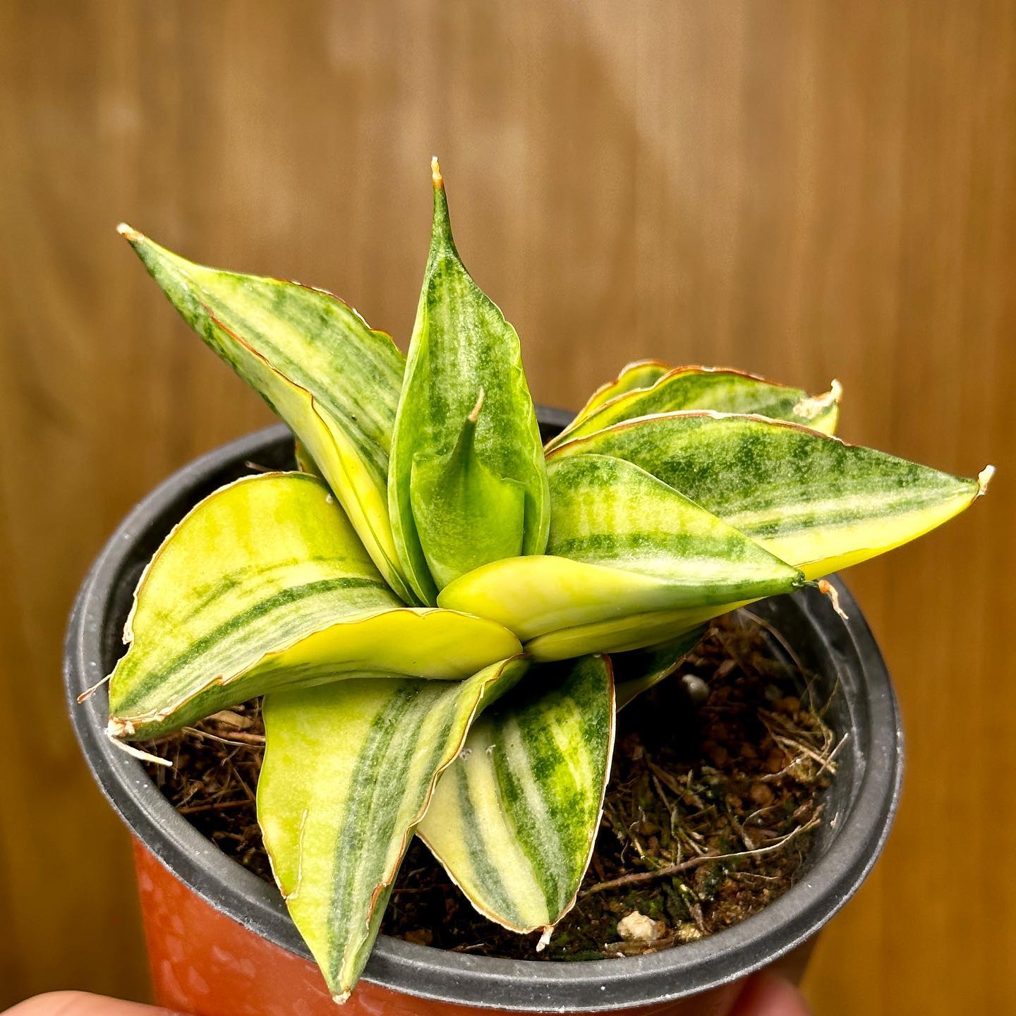 Variegated Sansevieria Madness 🤩☀️🌈 Sharing the snaps of my