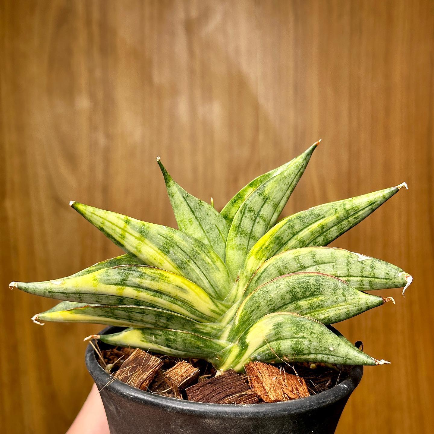Variegated Sansevieria Madness 🤩☀️🌈 Sharing the snaps of my
