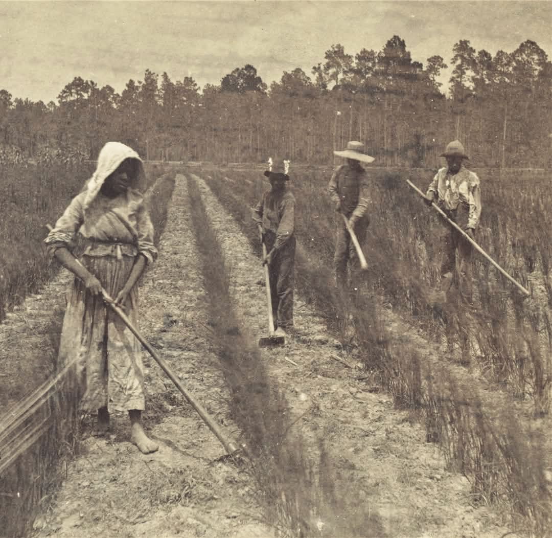 Timeless - Hoeing Rice, Savannah, Georgia, 1876 This evocative image ...