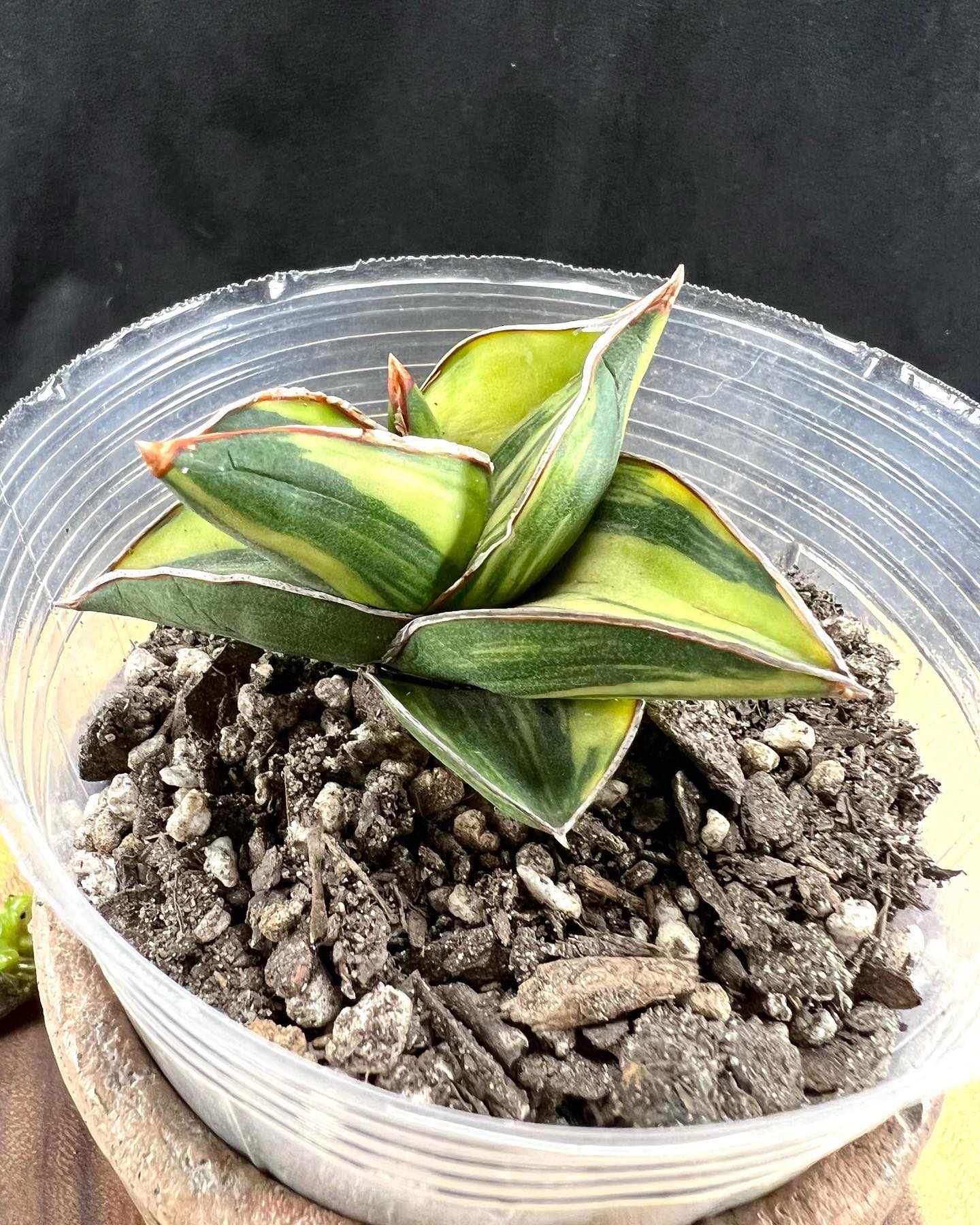 Sansevieria fischeri variegated - All pictures are of the actual