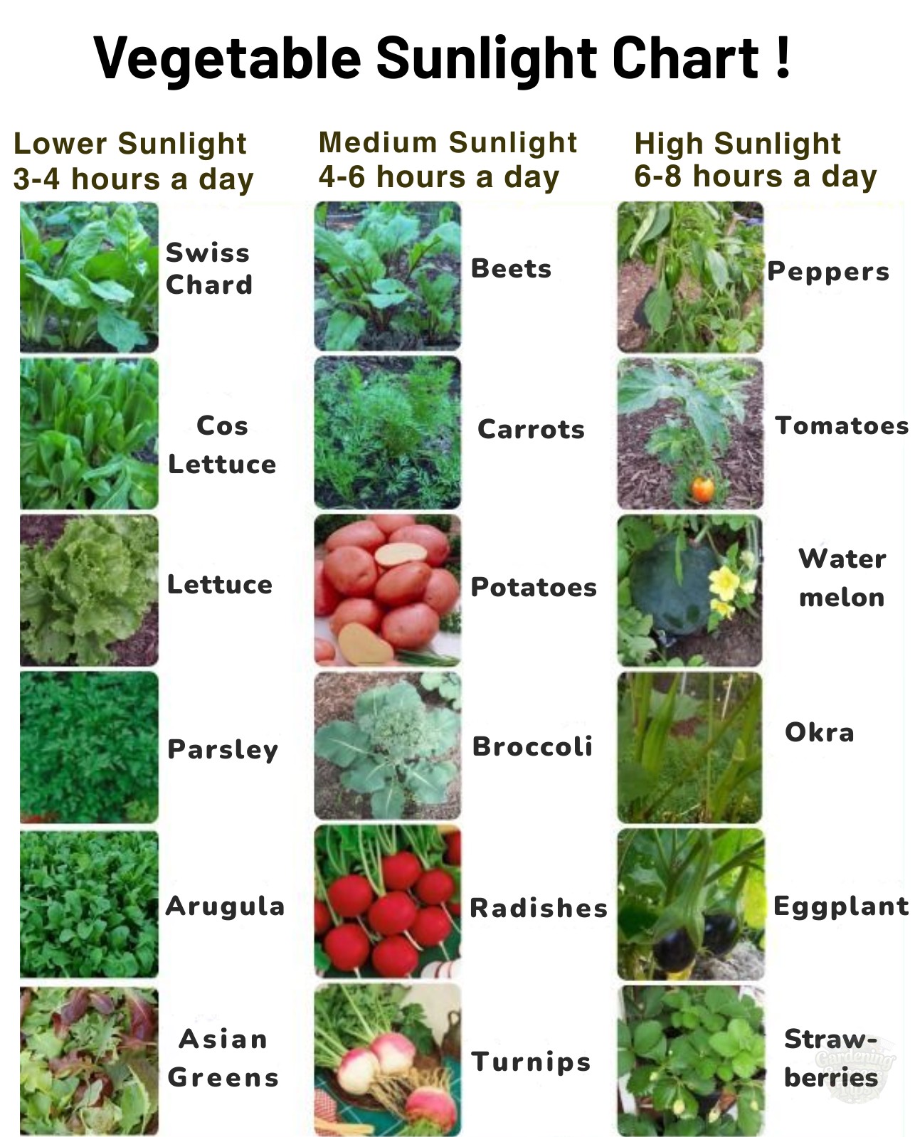 Gardening - Vegetable Sunlight Guide 🌱 Not all veggies need full sun ...