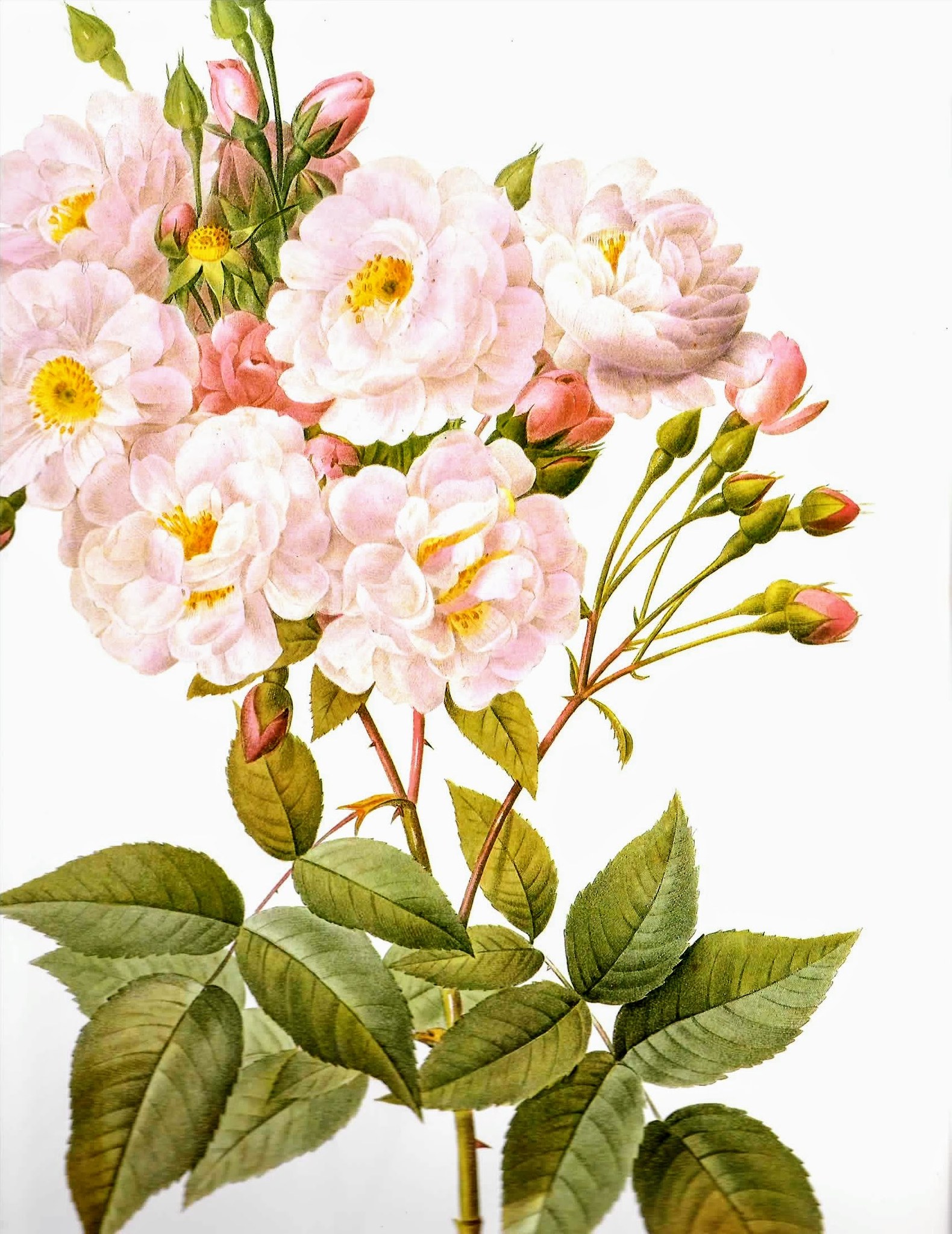 The Charleston Lowcountry Rose Society | Charleston SC