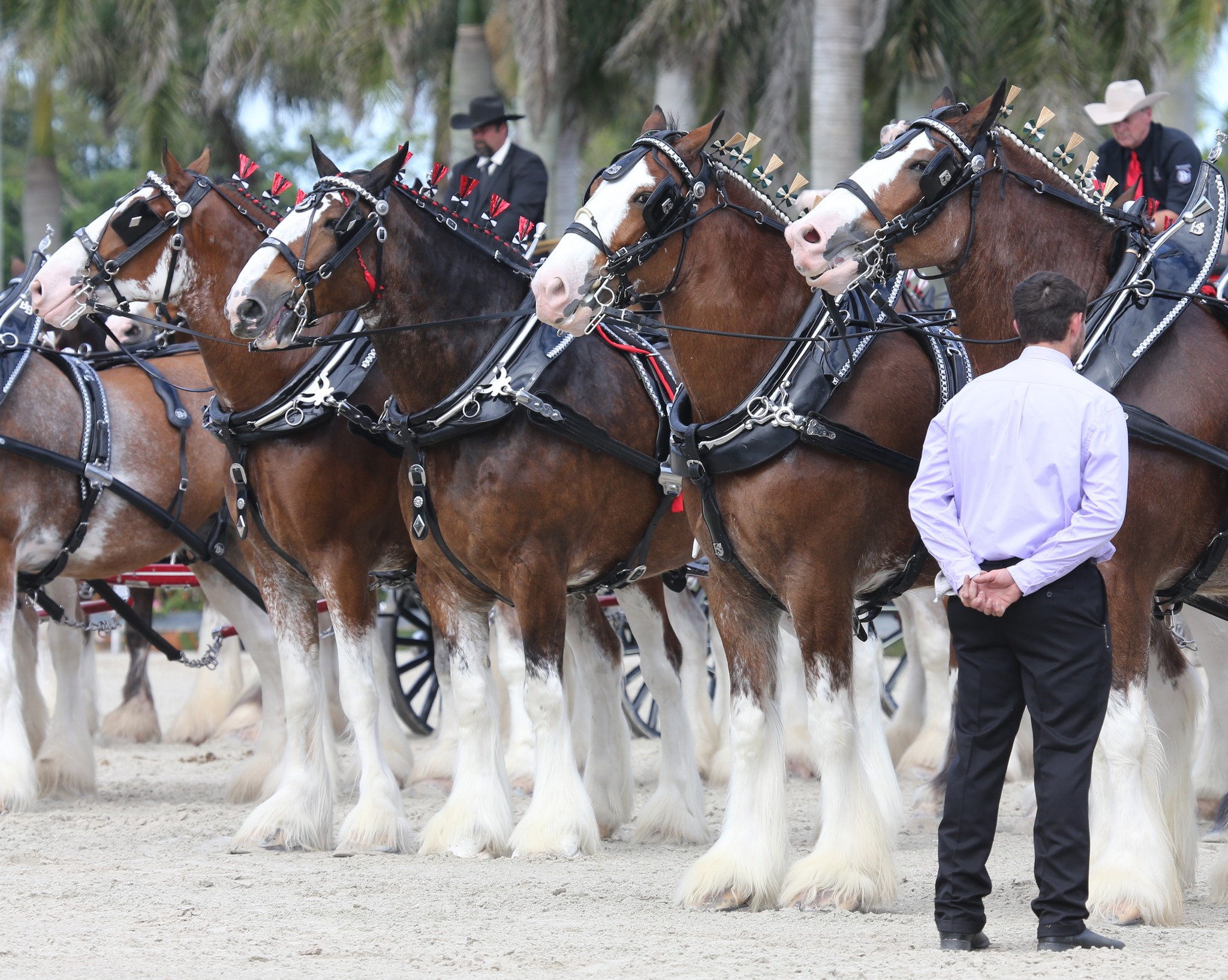 The Draft - Gorgeous prsentation of Clydesdales at the Wellington, FL ...