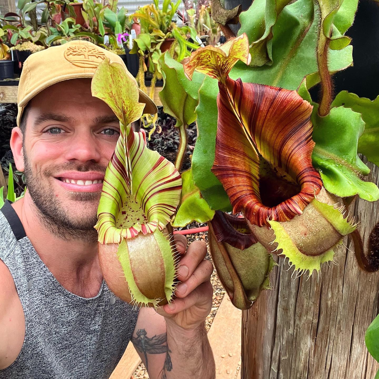 Introducing new Nepenthes Veitchii Grex at Redleaf Exotics