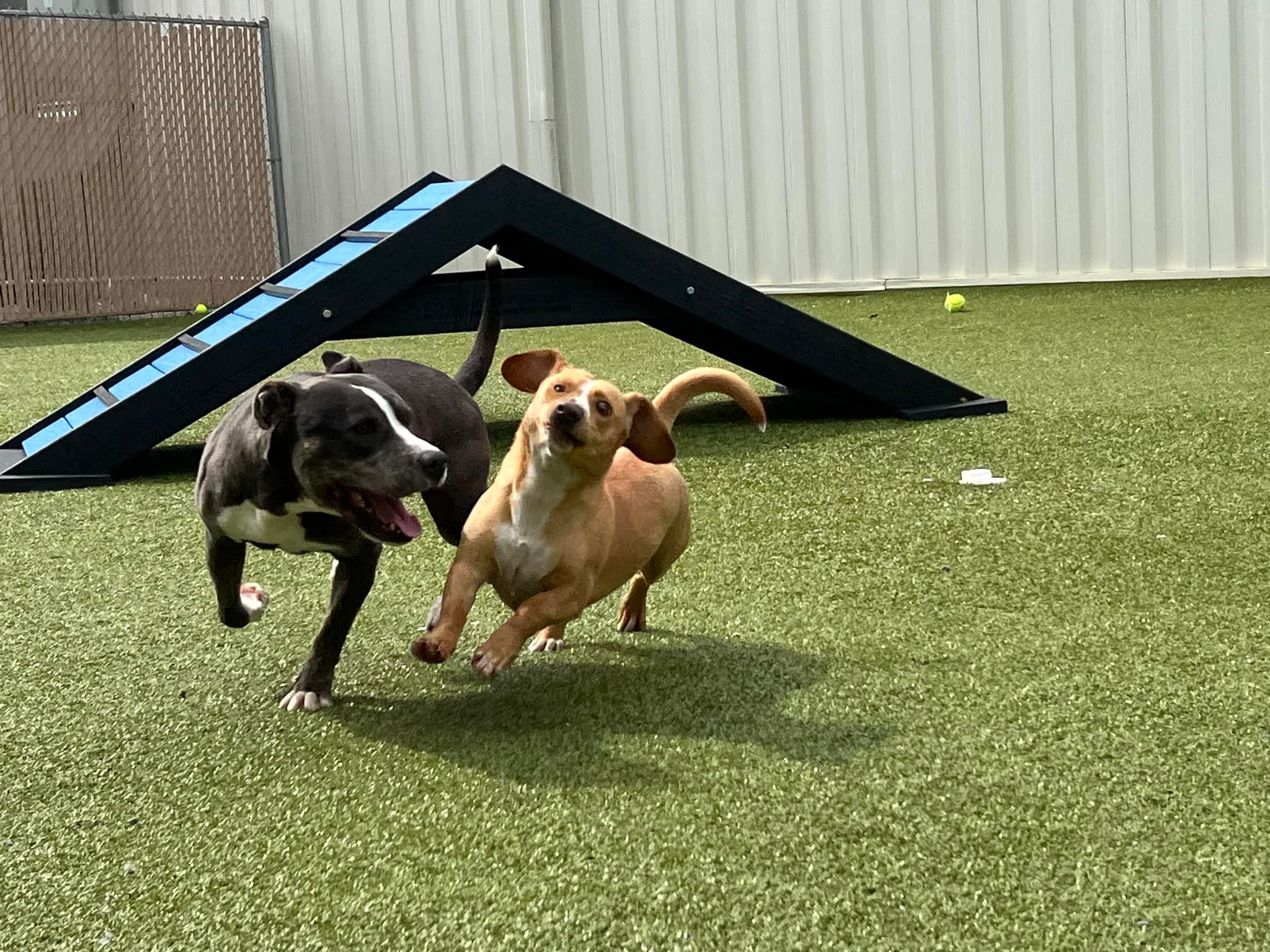 Cumberland County, NC Animal Services | Fayetteville NC
