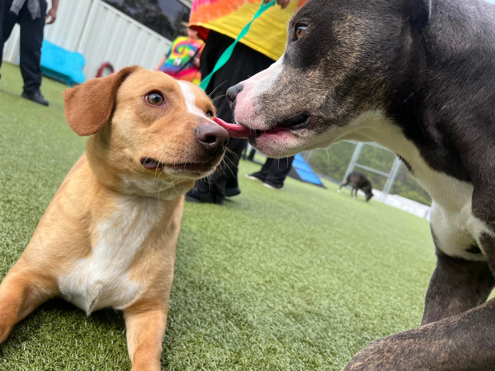 Cumberland County, NC Animal Services | Fayetteville NC