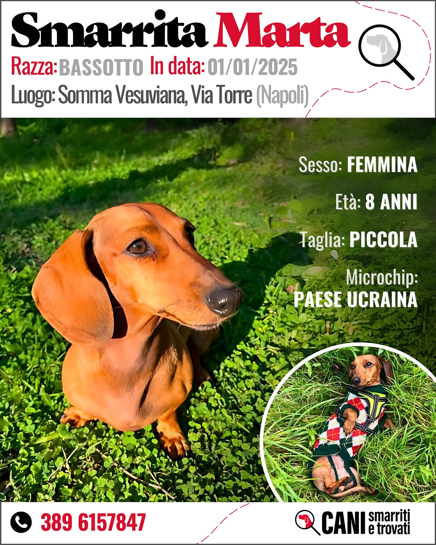 CANIsmarritietrovati - 🌺 TORNATA A CASA🥳🎊🎉🎈 🆘‼️ 𝗦𝗠𝗔𝗥𝗥𝗜𝗧𝗔 𝗠𝗔𝗥𝗧𝗔 ‼️🆘 📆 ...