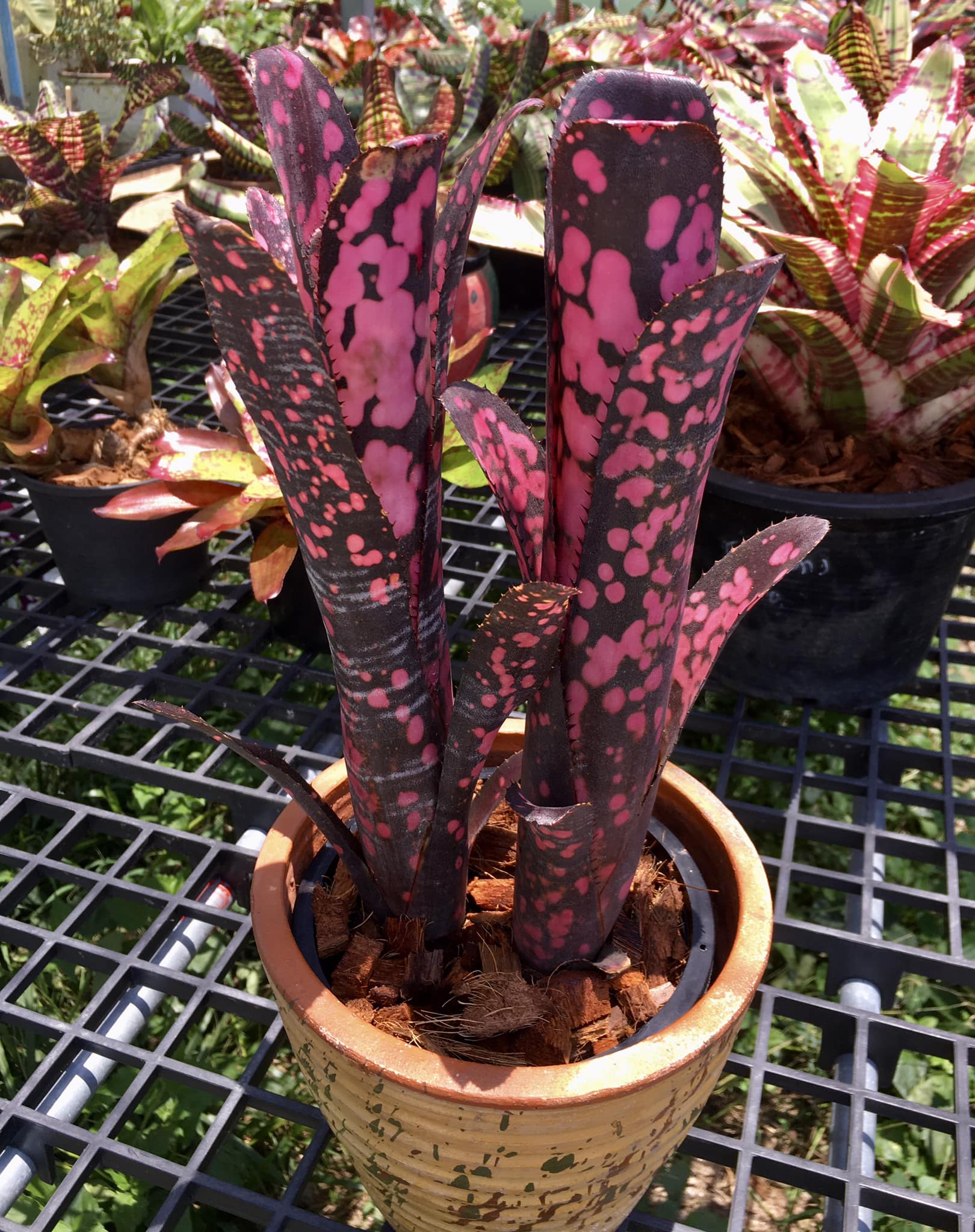 Billbergia Incendiary Delight
