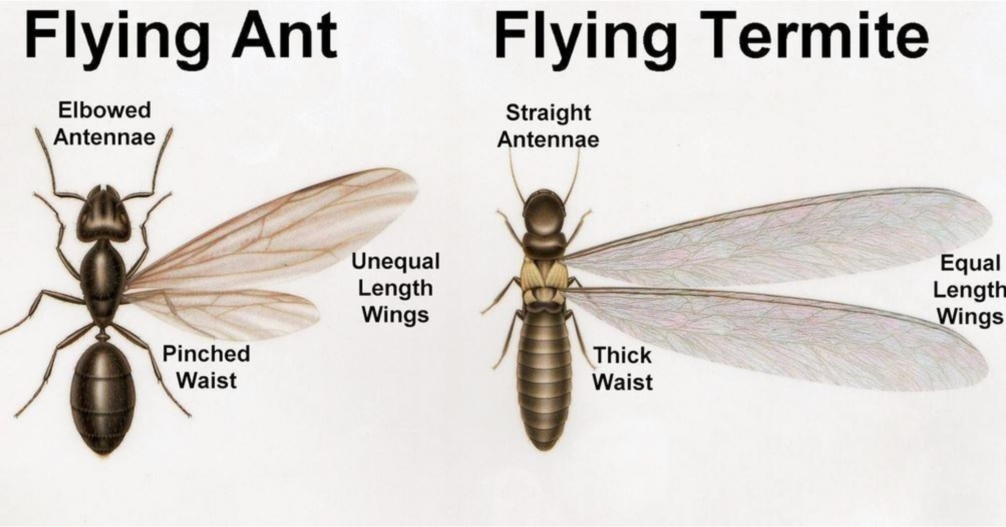 Termites Vs Ants Colony Battle: Who Wins and How to Tell Them Apart
