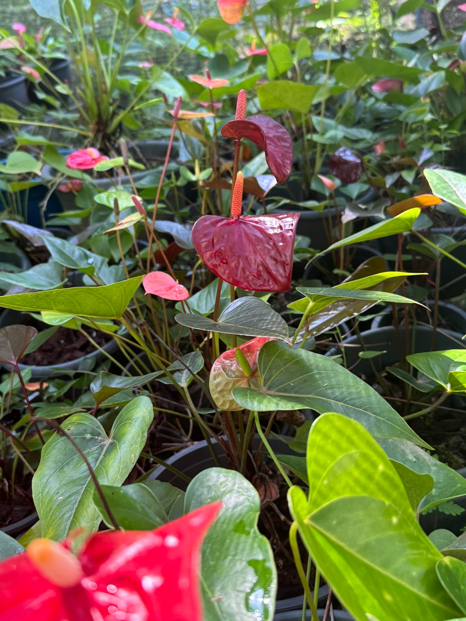Midula Plant Nursery - මිදුල | Walasmulla