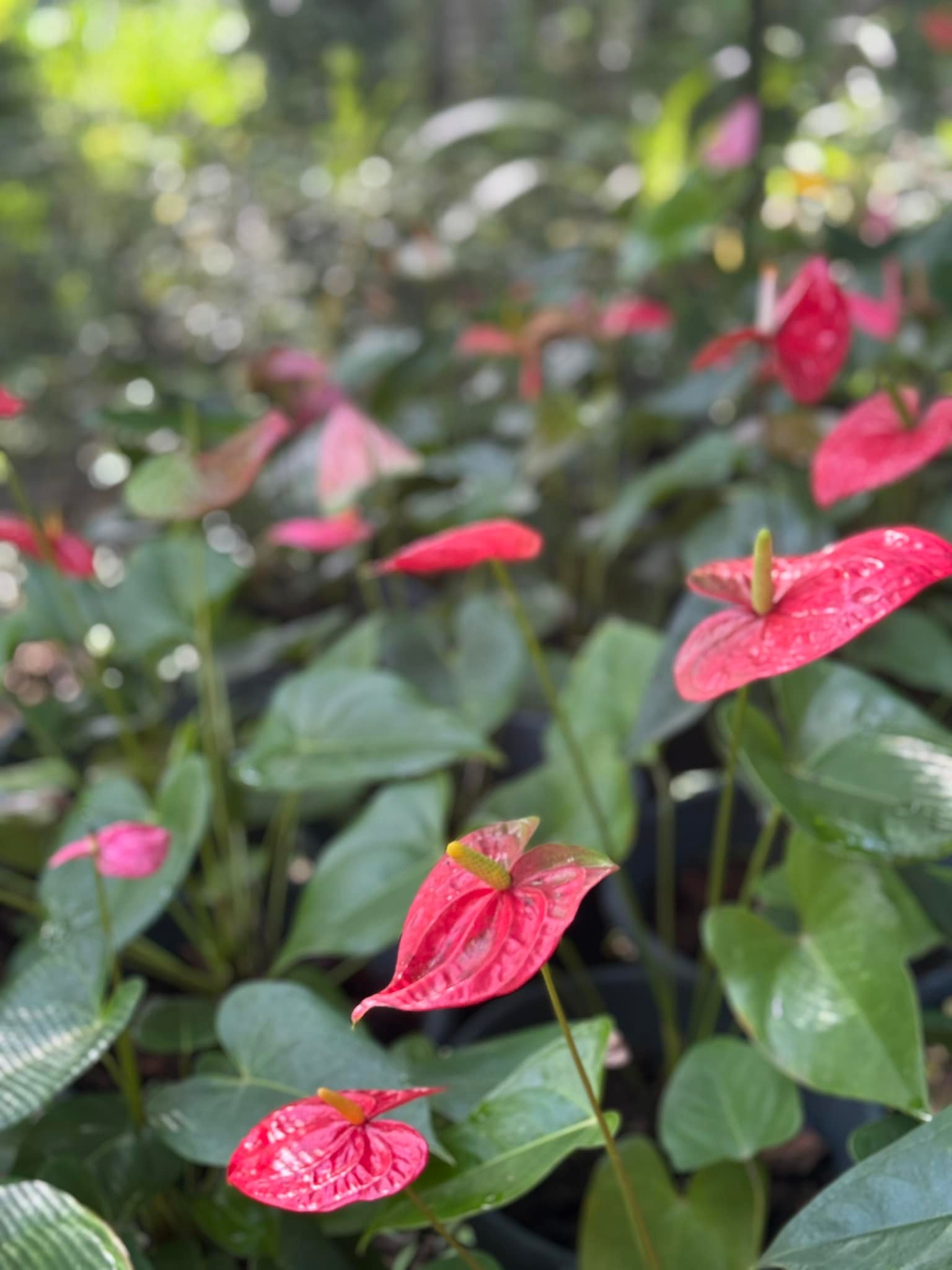 Midula Plant Nursery - මිදුල | Walasmulla