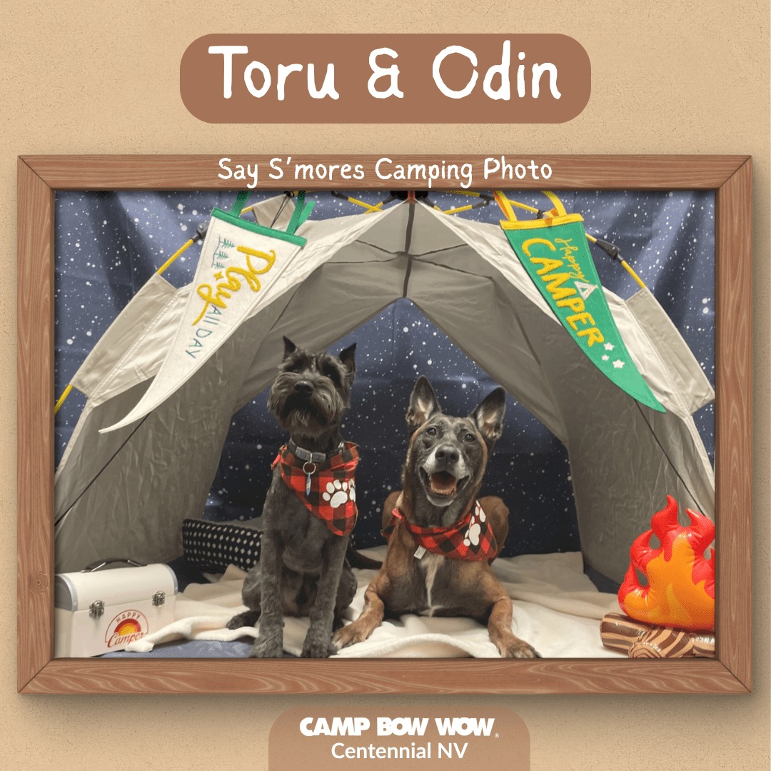 Camp Bow Wow Centennial