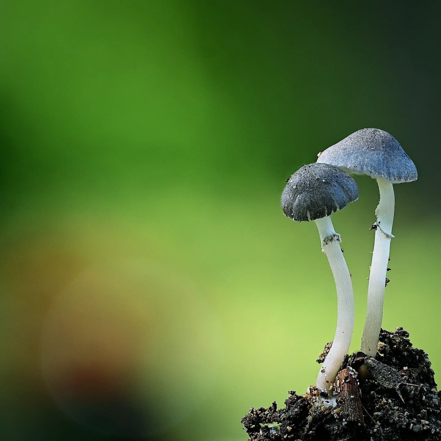Poisons Help; Emergency Identification For Mushrooms & Plants | Located ...