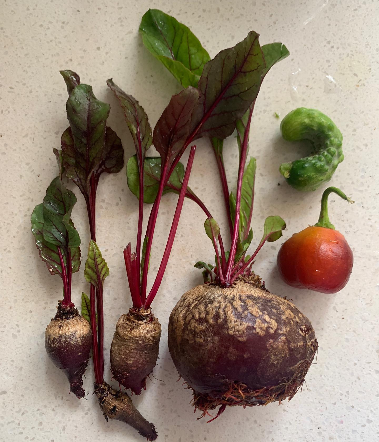 Healthwatch Nutrition - Shared this plate with dear friend back from ...