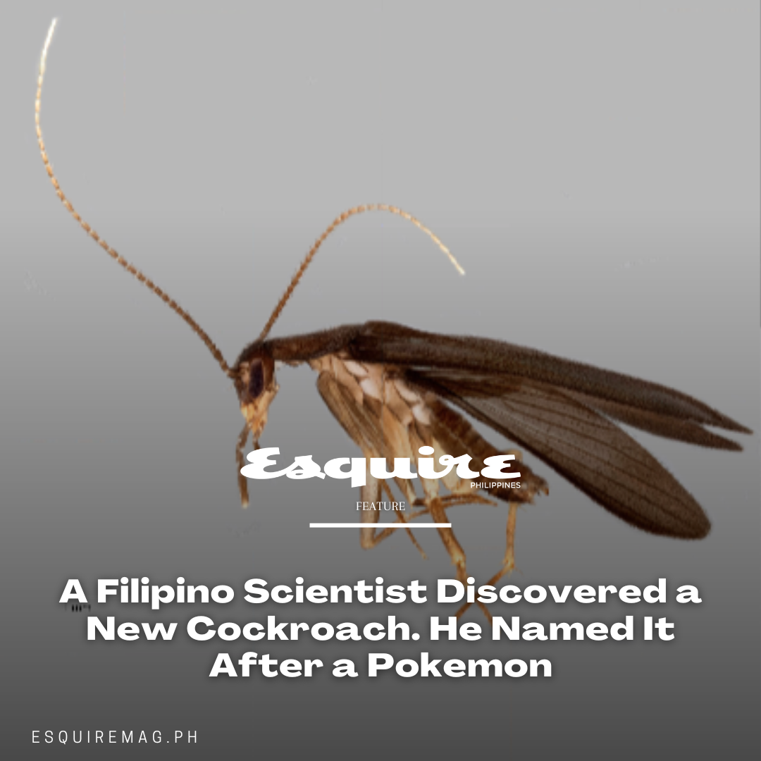 Esquire - The new species of cockroach was discovered by Cristian C ...