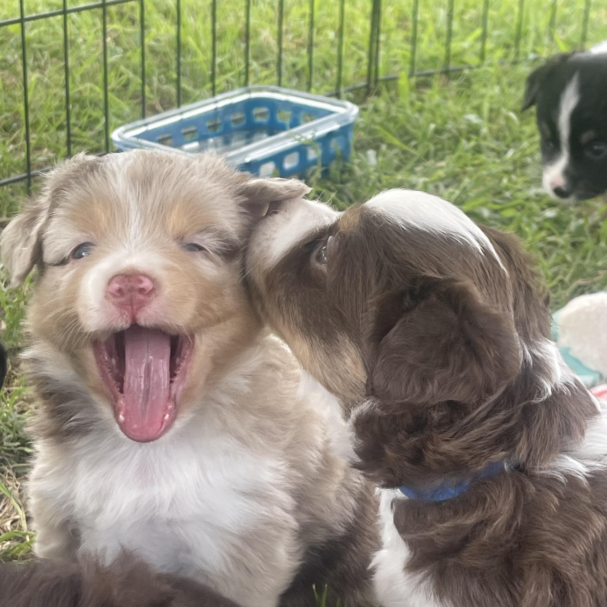 Asdr Mini Aussie _ Australian Shepherd [American Stock Dog Registry ...