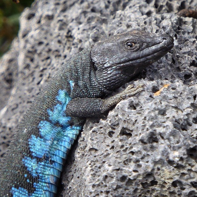 The Atlantic Lizard (Gallotia... - Canary Trip Booking | Facebook