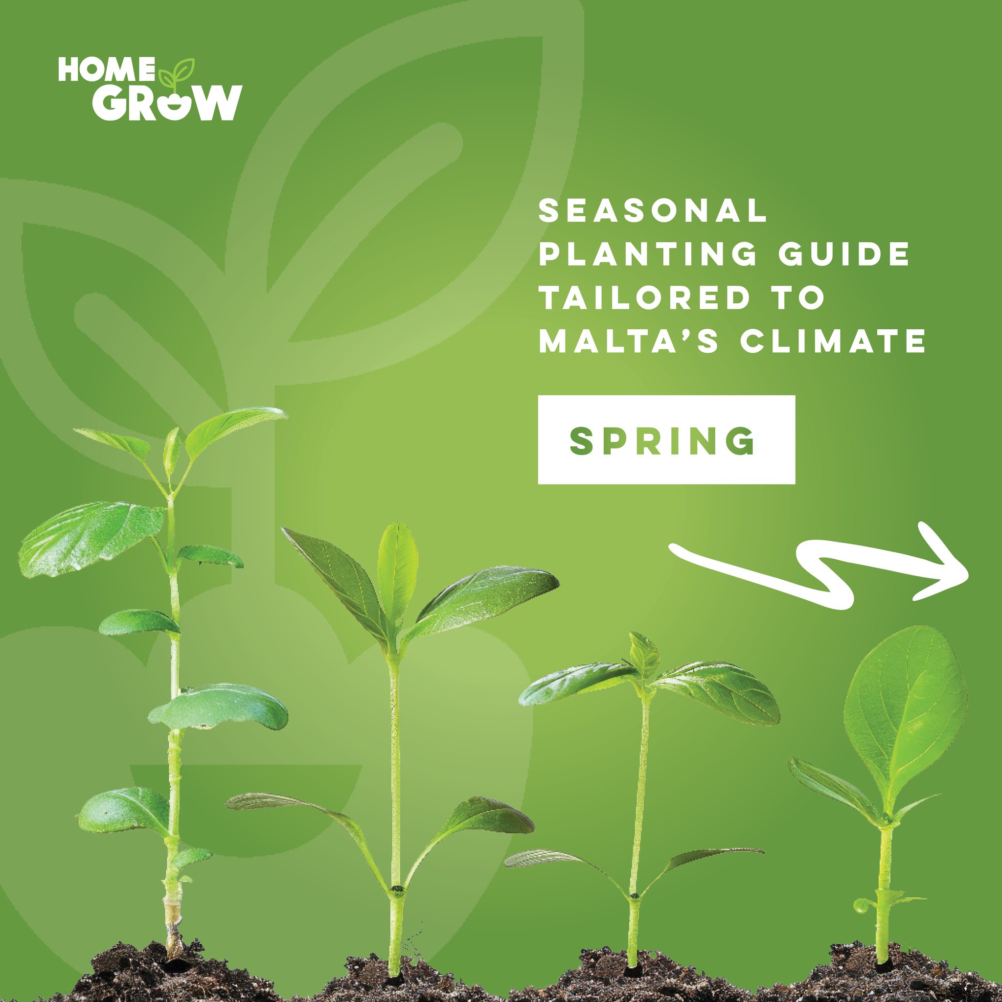 Home Grow - Zebbug | Zebbug