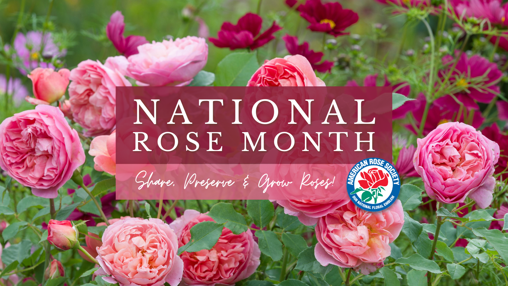 American - 🌹😍 Our favorite time of the year is here, National Rose ...