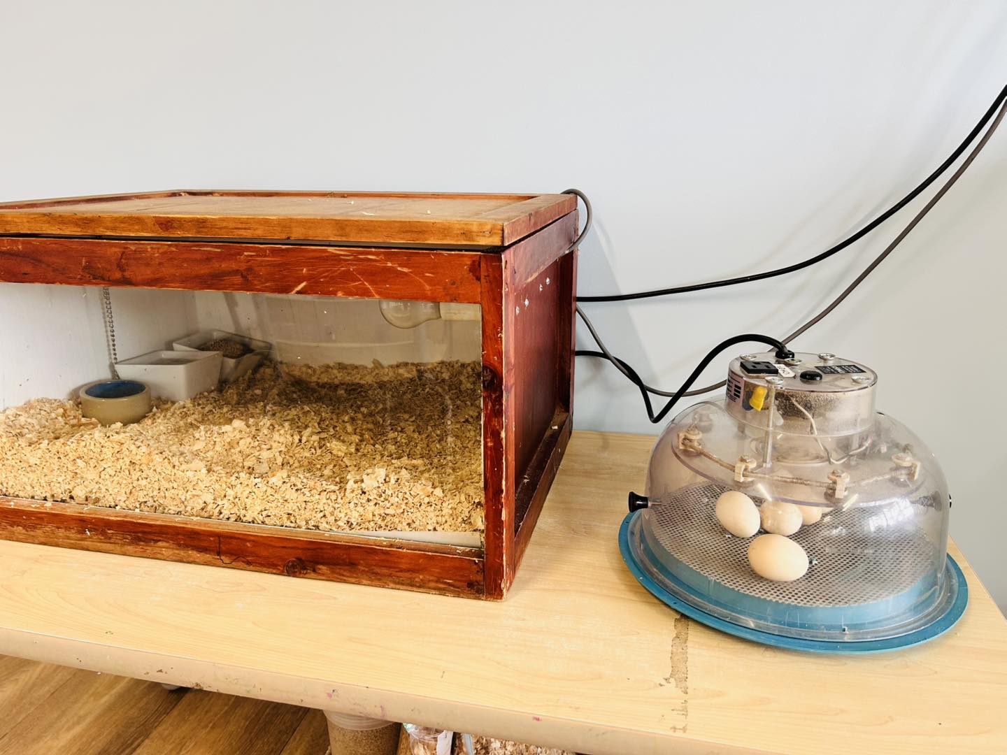 Guardian - Chirp chirp!!! Our chicken hatching program is here! The ...