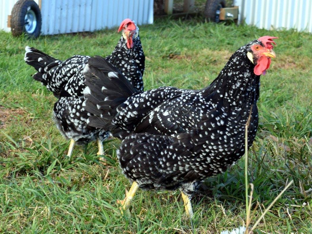 Northern Rivers Poultry - Ancona Hens | Facebook