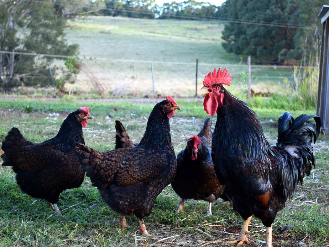 Northern Rivers Poultry - Barnevelder Breeding group | Facebook