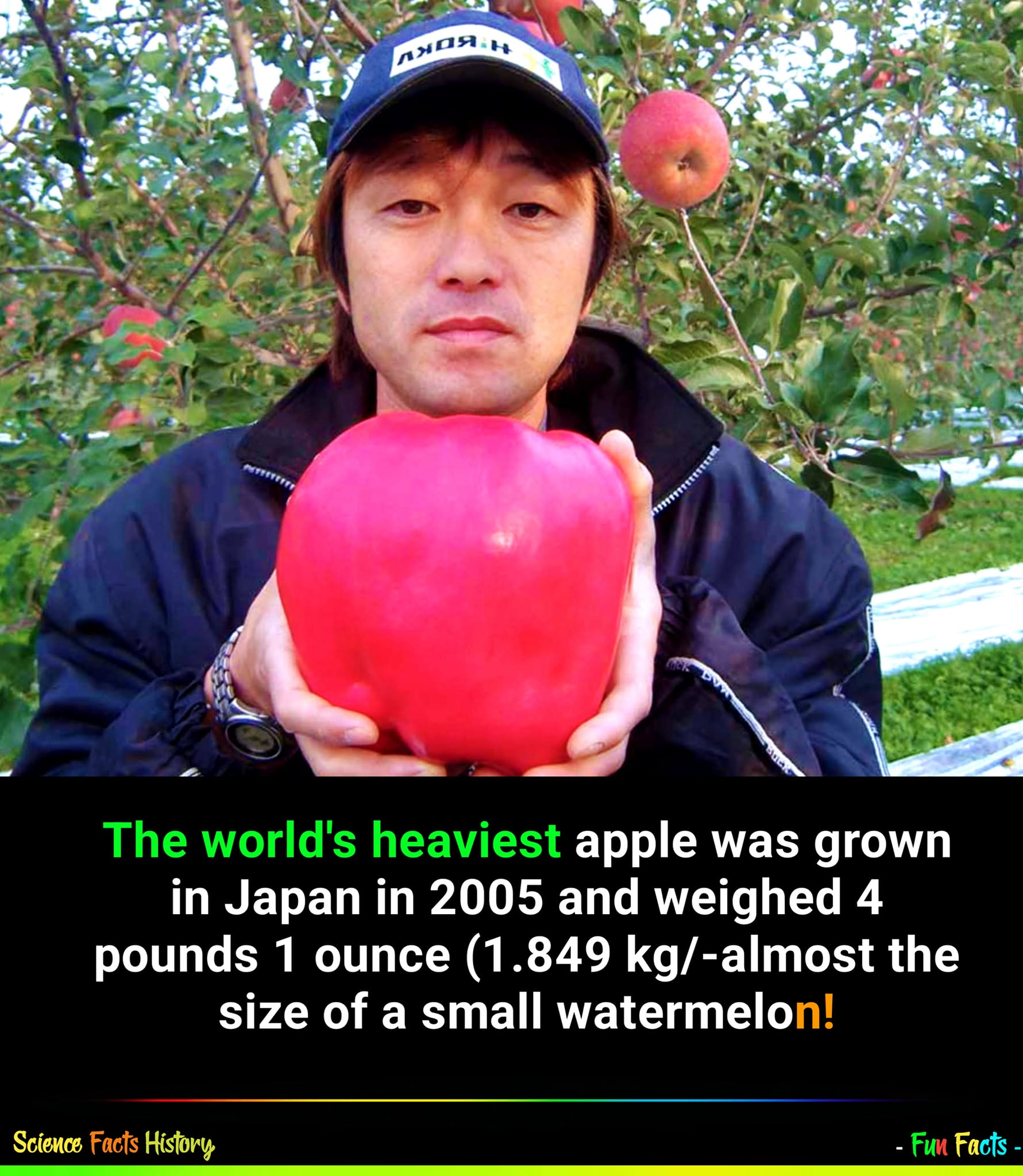 Heaviest apple grown in Japan weighed 1.849 kg