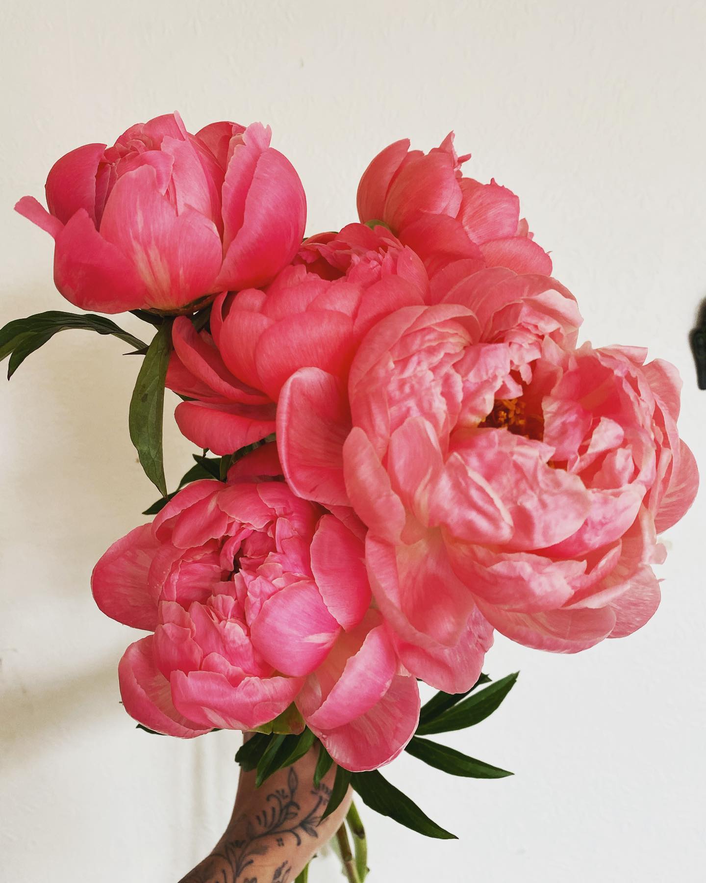 🌷 ᝰ໋̟݊ 𝗠𝘆 𝗹𝗶𝘁𝘁𝗹𝗲 𝗽𝗼𝗻𝘆 ☁️ 𝕸𝖆𝖙𝖈𝖍𝖎𝖓𝖌