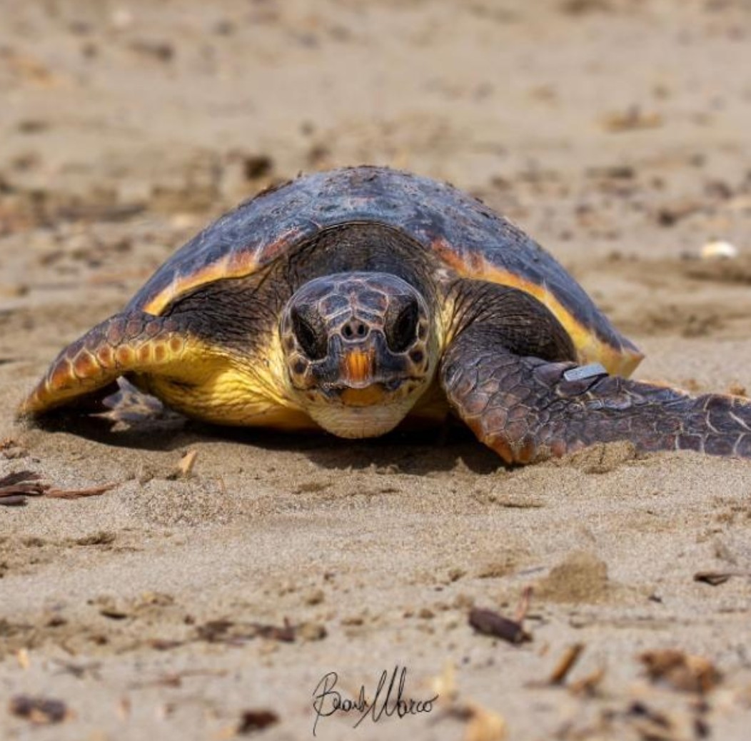 Caretta Calabria... - Caretta Calabria Conservation