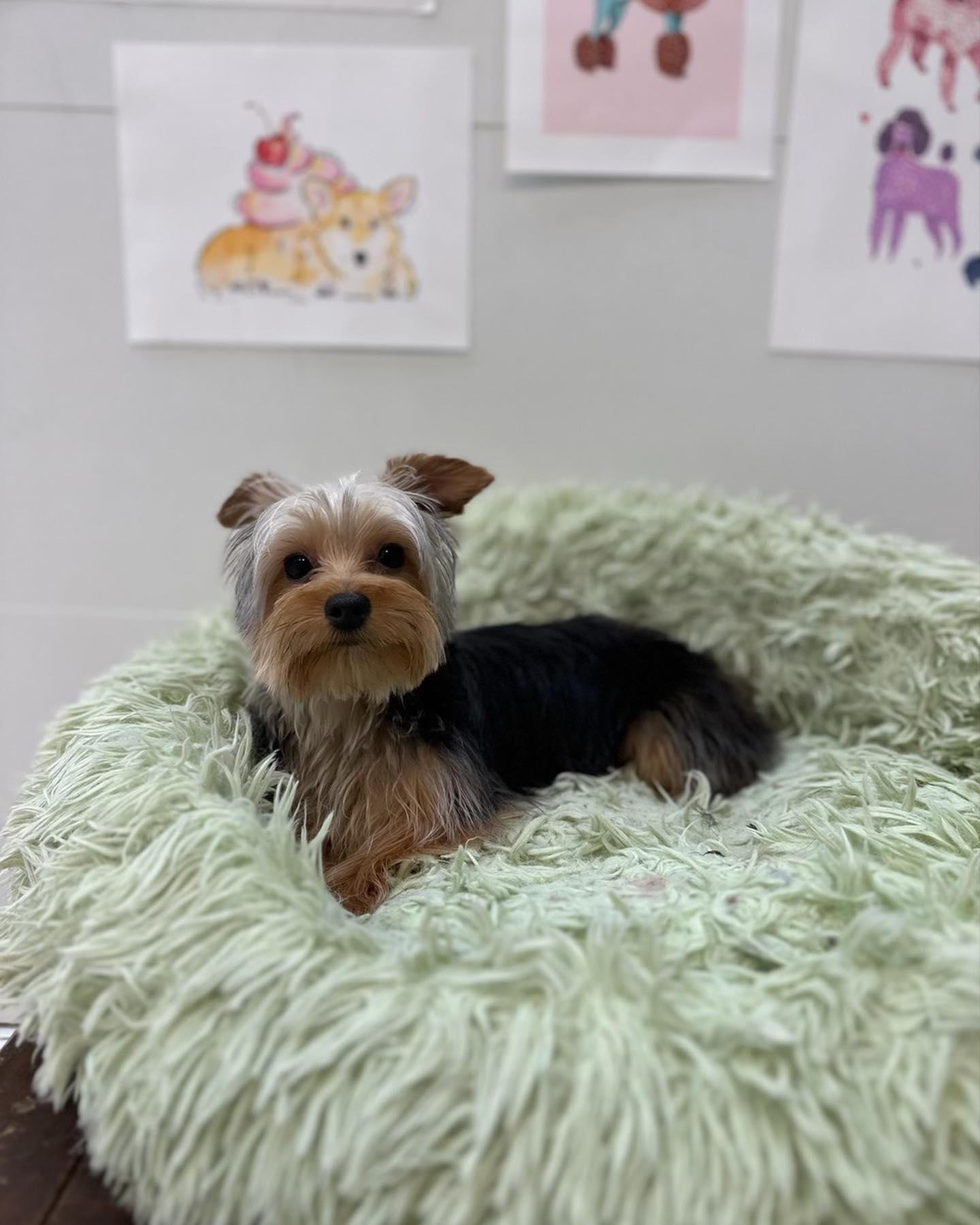 Our sweet Mushroom the yorkie 🍄 ️... - Vanity Pups Boutique