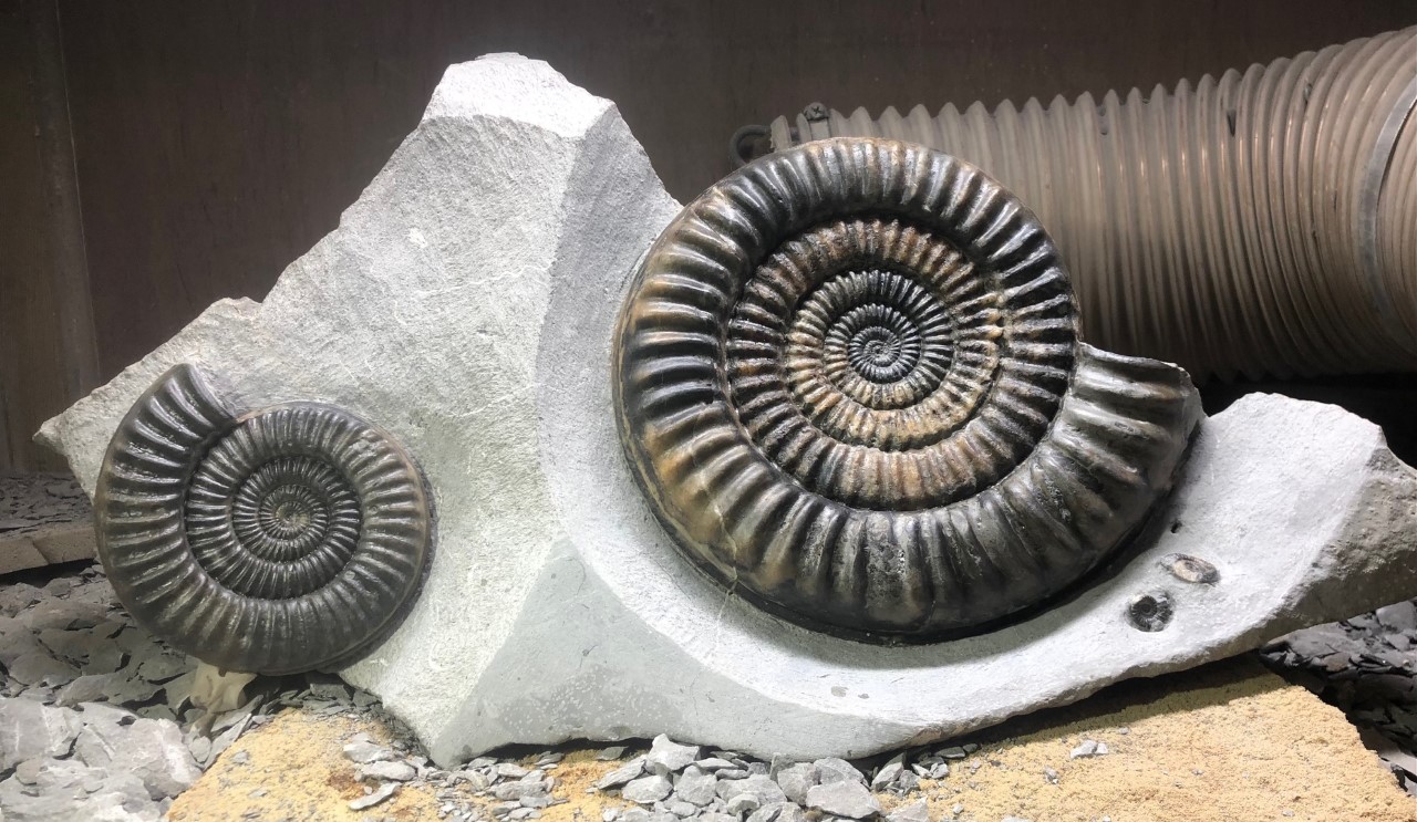 Michael Angelo once said “The... - Natural Selection Fossils | Facebook