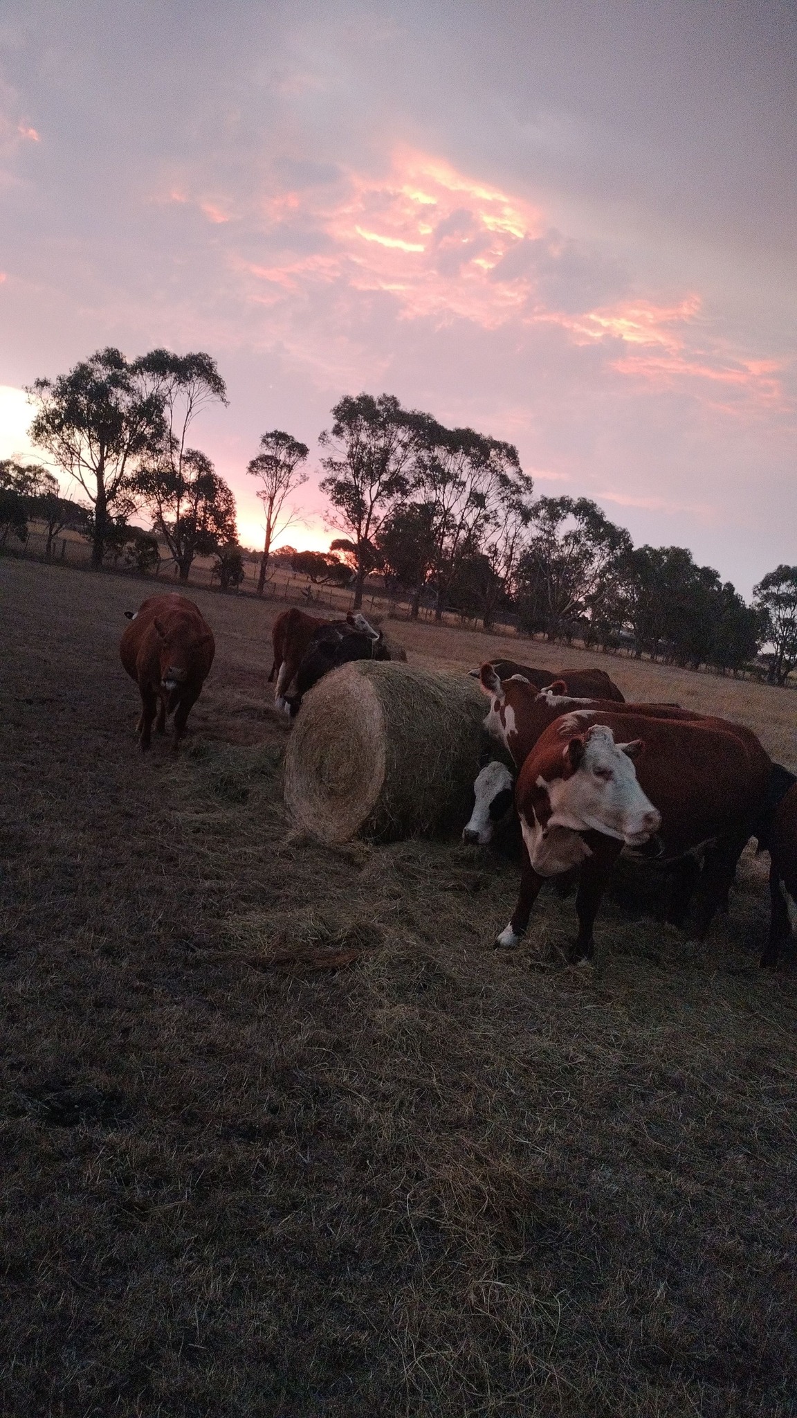 Lord Ord Farm | Clyde VIC