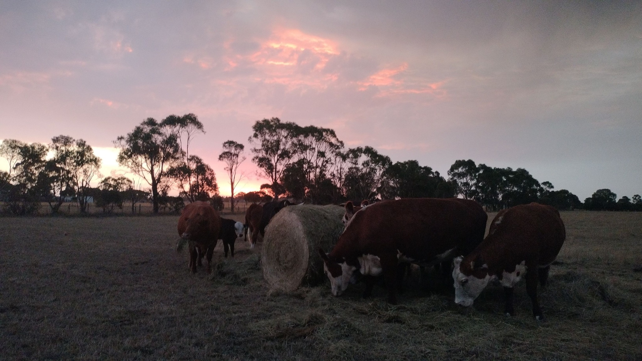 Lord Ord Farm | Clyde VIC