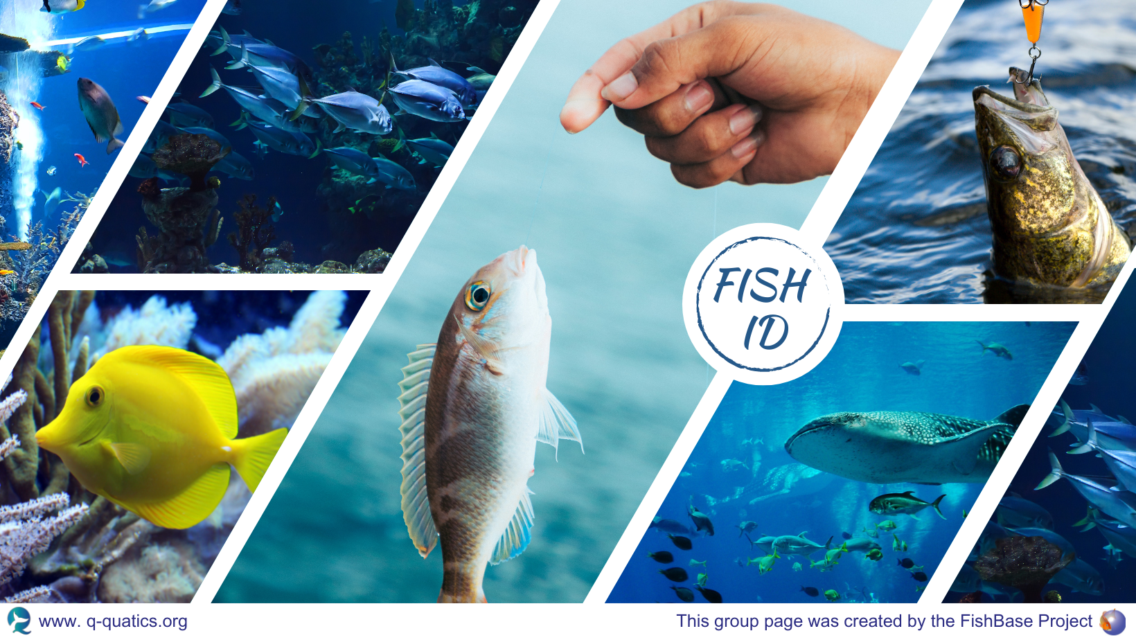 FISH ID GROUP | Facebook