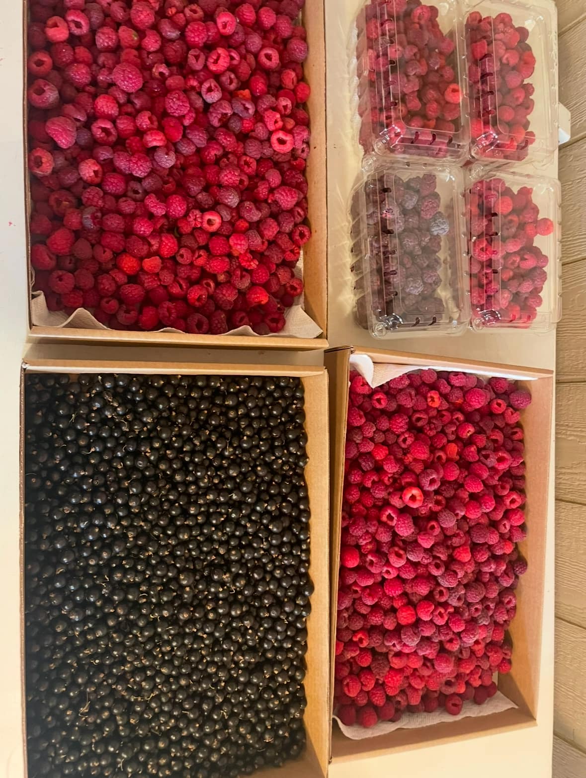 Rhodes' Raspberries and Black Currants | Saskatoon SK