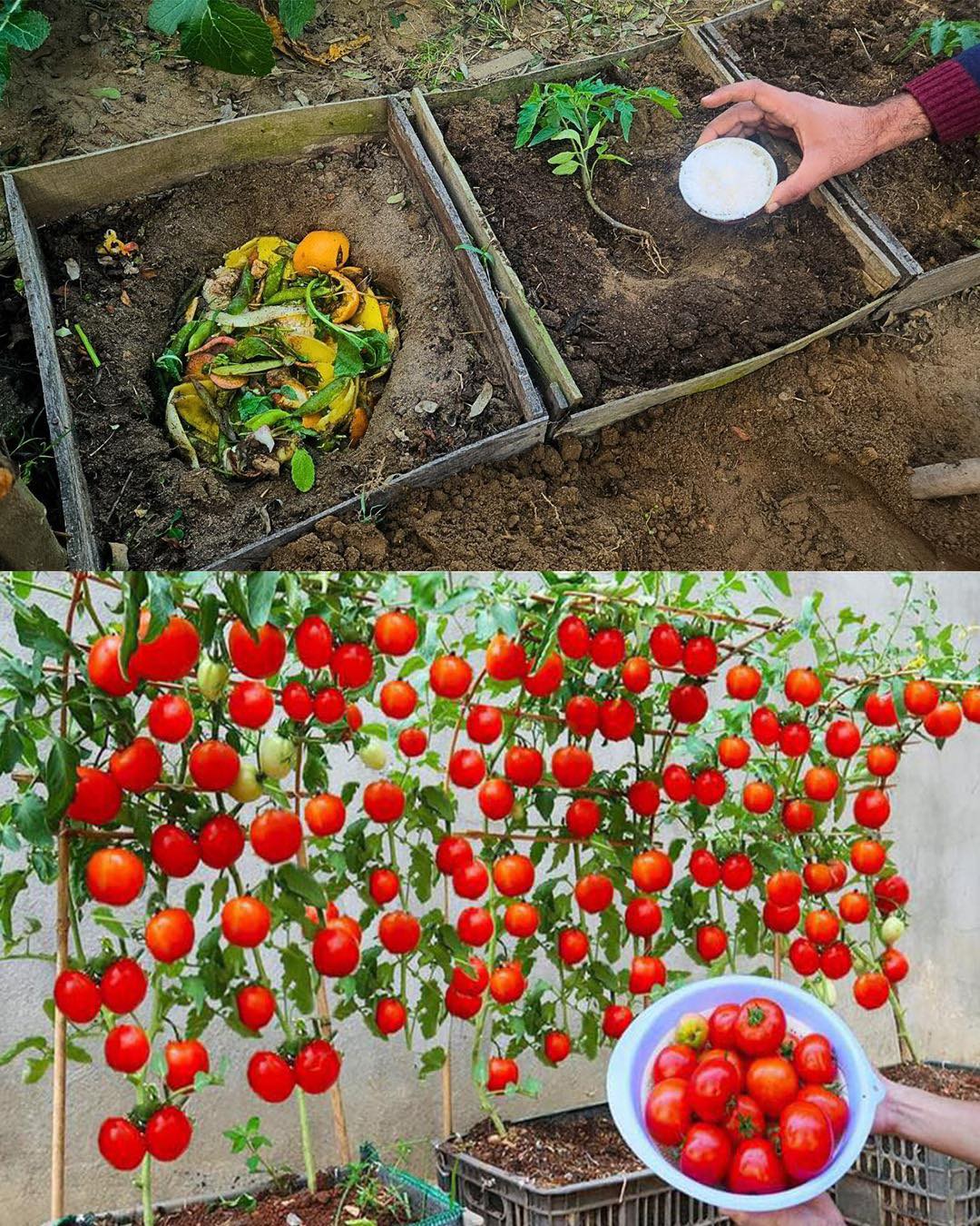The Ultimate Natural Method to Grow... - Plants and gardening | Facebook