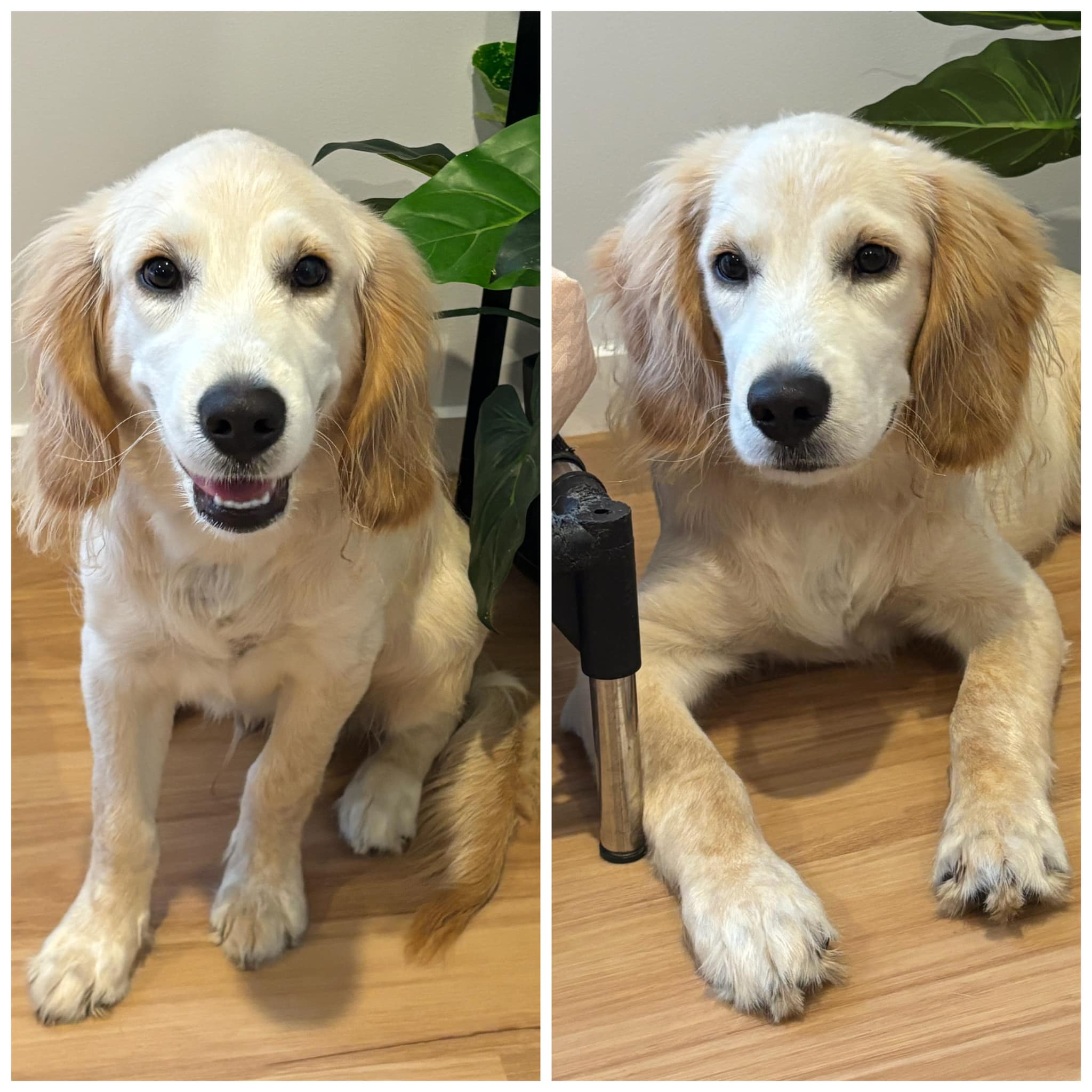 Touching Hearts Animal Rescue - Meet Reuben 💙 A 5 month old Labradoodle ...