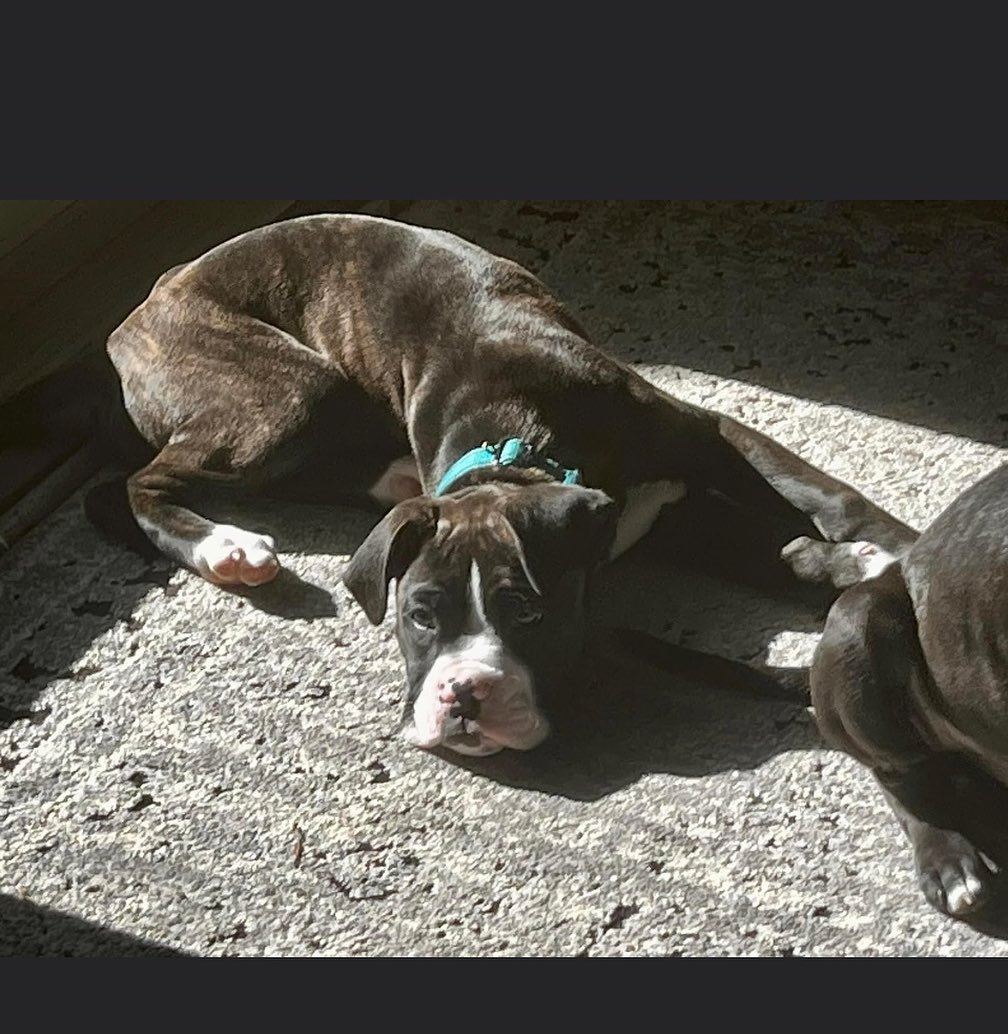 Congratulations 🎉 to Zeppelin... - Blue Ridge Boxer Rescue