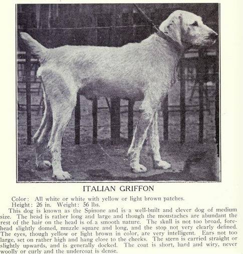 Tutte le razze di cani italiani - Amici di Casa