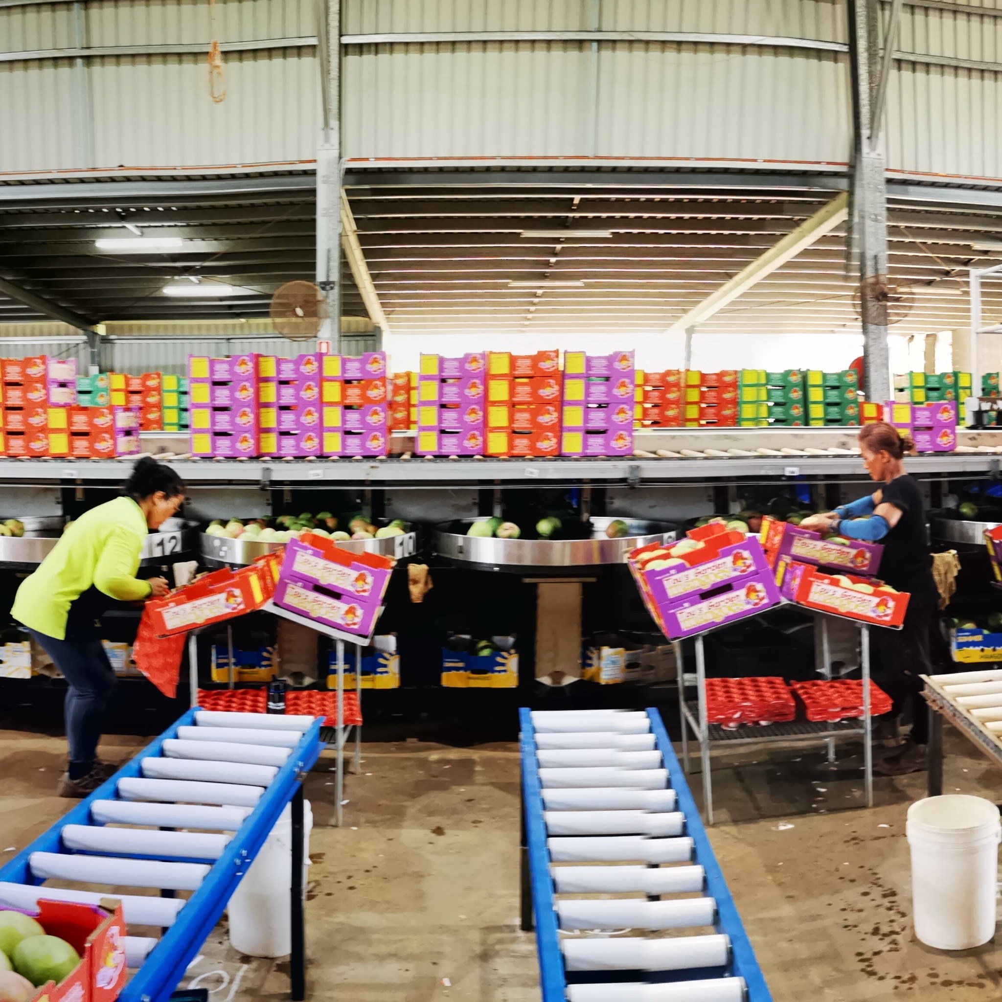 Mango - ⚠️Urgent Call: Mangoes Packers needed. We need a quick 10 ...
