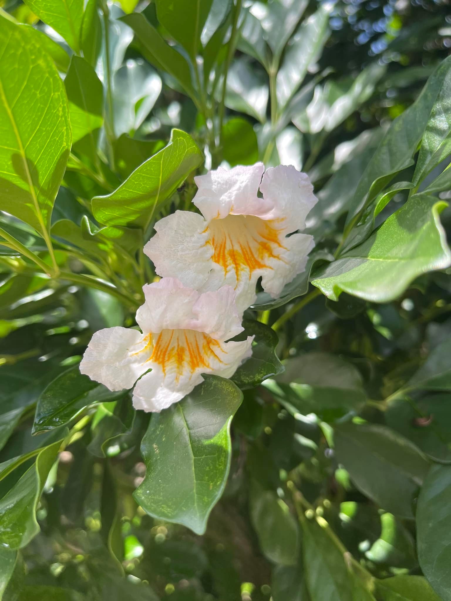 Pinwheel jasmine plant identification in South Florida