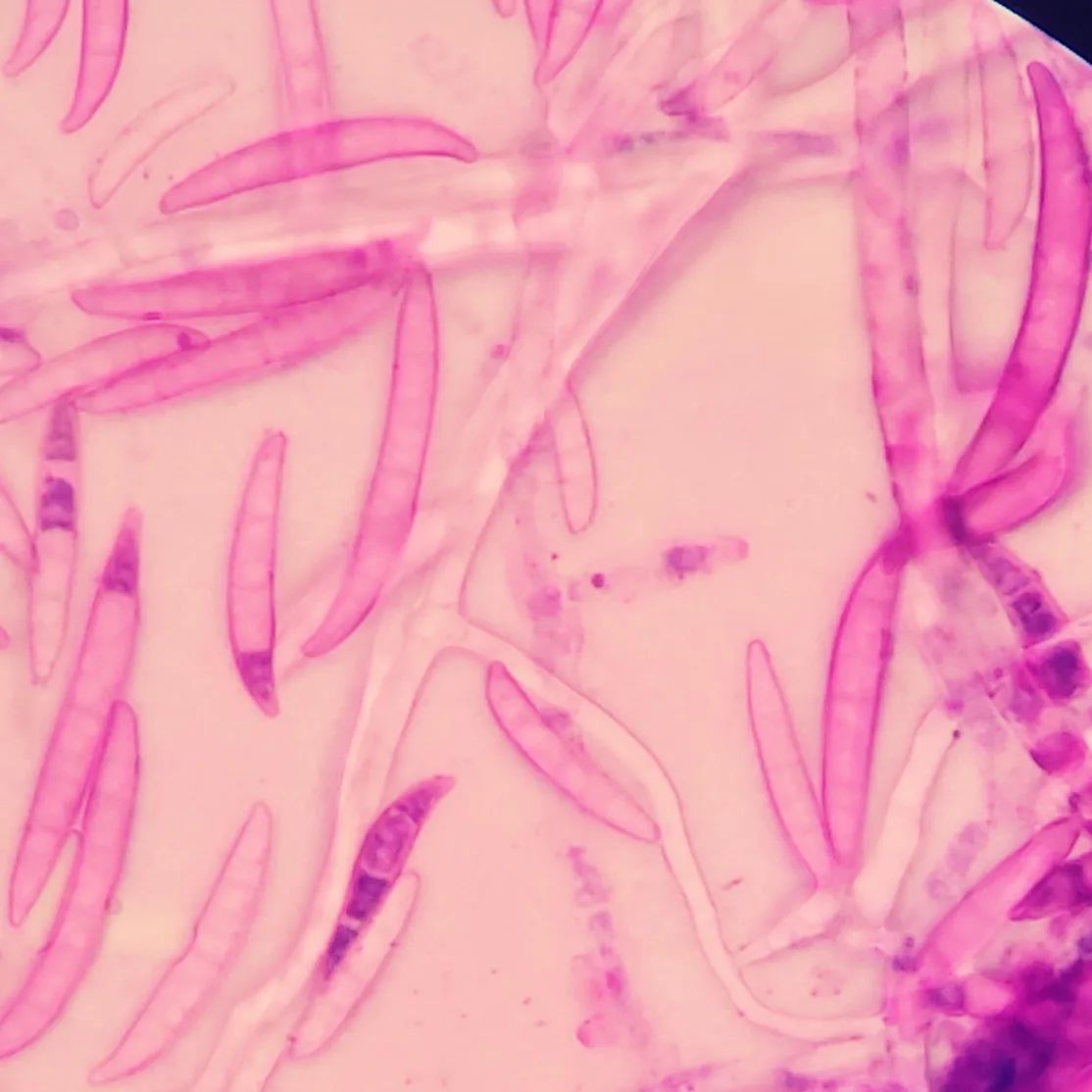 PathosVet - Patología & Laboratorio Veterinario | San Felipe