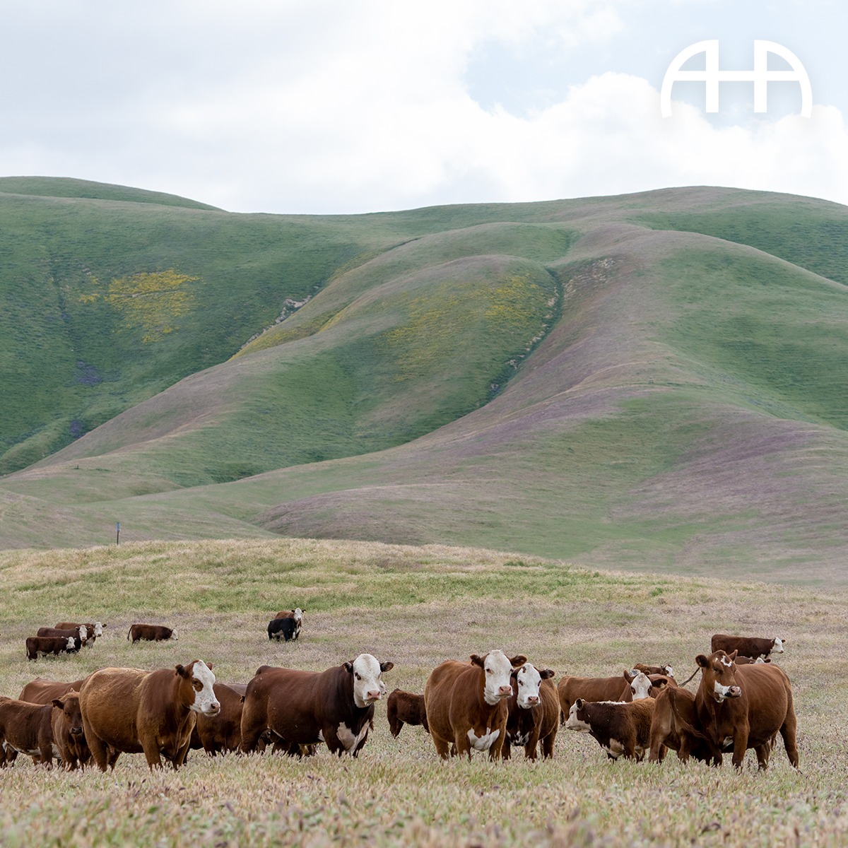 American - Hereford cattle arrived in the United States in 1817 to ...